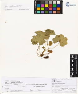 Alchemilla subcrenata Buser