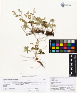 Alchemilla nitida Buser