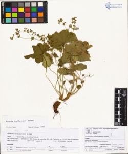 Alchemilla xanthochlora Rothm.