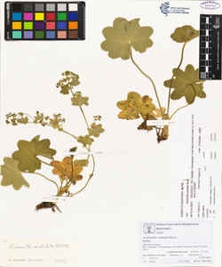 Alchemilla undulata Buser