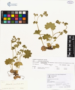 Alchemilla monticola Opiz