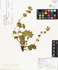 Alchemilla glabra Neygenf.