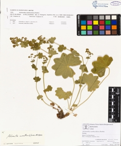Alchemilla xanthochlora Rothm.