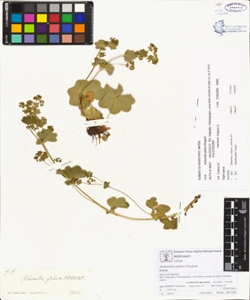 Alchemilla glabra Neygenf.