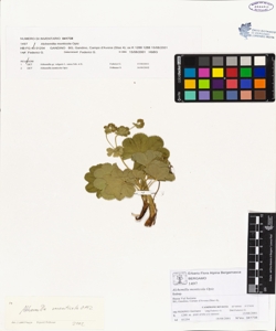 Alchemilla monticola Opiz