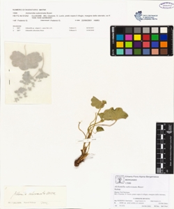 Alchemilla subcrenata Buser