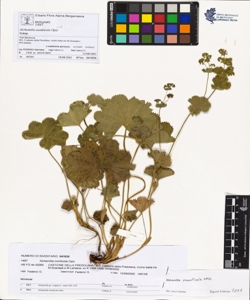 Alchemilla monticola Opiz