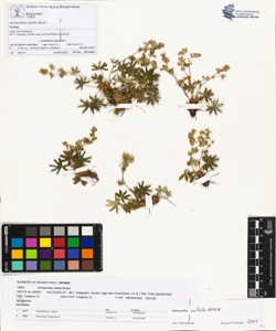 Alchemilla nitida Buser