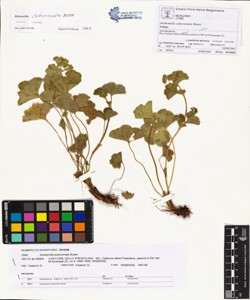 Alchemilla subcrenata Buser