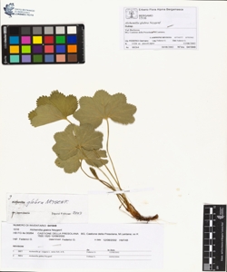 Alchemilla glabra Neygenf.