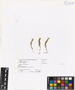 Asplenium viride Hudson