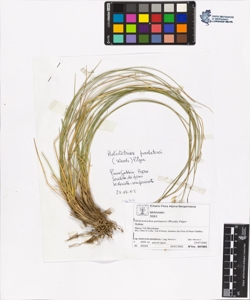 Helictotrichon parlatorei (Woods) Pilger
