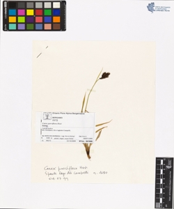 Carex parviflora Host