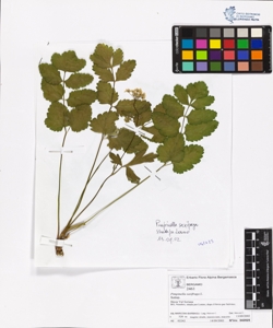 Pimpinella saxifraga L.