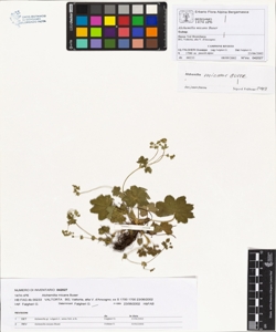 Alchemilla micans Buser