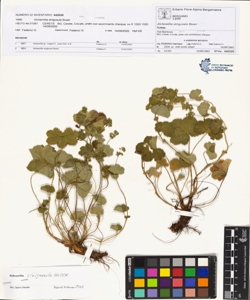 Alchemilla strigosula Buser