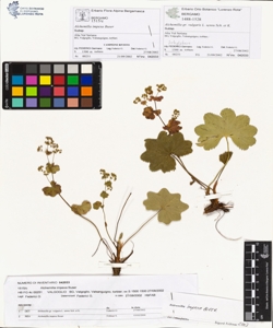 Alchemilla impexa Buser