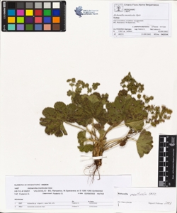 Alchemilla monticola Opiz