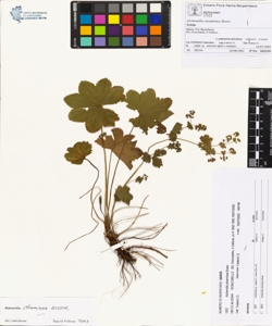 Alchemilla straminea Buser