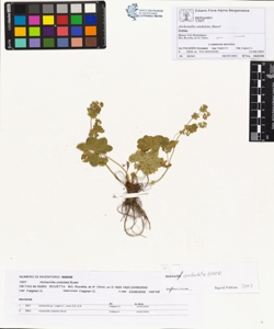 Alchemilla undulata Buser