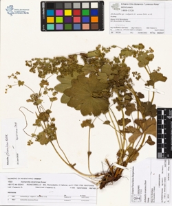 Alchemilla straminea Buser