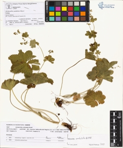 Alchemilla undulata Buser