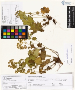 Alchemilla xanthochlora Rothm.