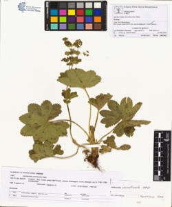 Alchemilla monticola Opiz