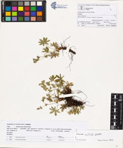 Alchemilla nitida Buser
