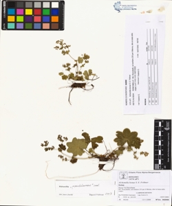 Alchemilla bonae S. E. Fr¿hner