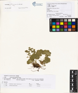 Alchemilla strigosula Buser