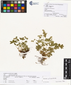 Alchemilla nitida Buser