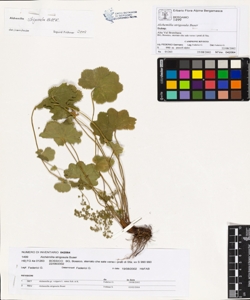 Alchemilla strigosula Buser