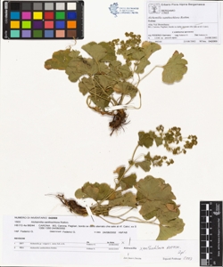 Alchemilla xanthochlora Rothm.