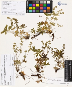 Alchemilla nitida Buser