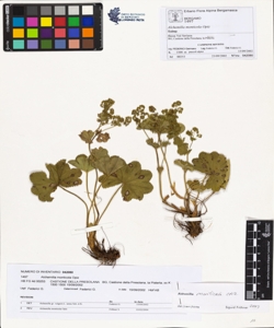 Alchemilla monticola Opiz