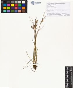 Juncus compressus Jacq.
