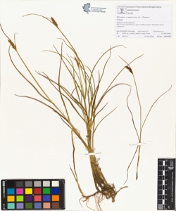Blysmus compressus (L.) Panzer