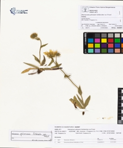 Hieracium pilosum Schleicher ex Froel.