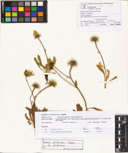 Hieracium piliferum Hoppe subsp. piliferum