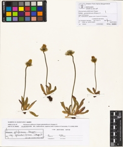 Hieracium piliferum Hoppe subsp. glanduliferum (Hoppe) Z.