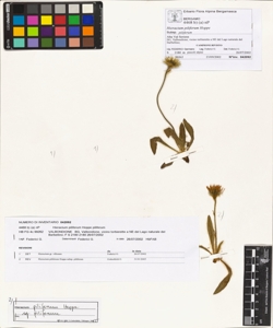 Hieracium piliferum Hoppe subsp. piliferum
