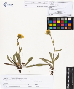 Hieracium pilosum Schleicher ex Froel.
