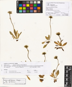 Hieracium piliferum Hoppe subsp. piliferum