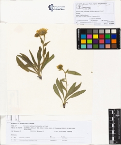 Hieracium pilosum Schleicher ex Froel.