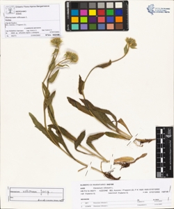 Hieracium villosum L.