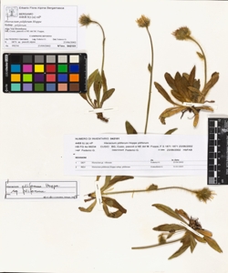 Hieracium piliferum Hoppe subsp. piliferum