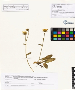 Hieracium amplexicaule L. subsp. berardianum (A.-T) Z.