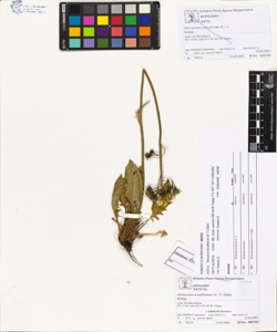 Hieracium tenuiflorum (A.-T.) Zahn