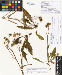 Hieracium x atratum Fries